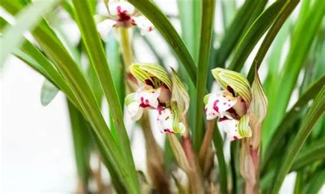 小蘭花品種|【蘭花之美】探索蘭花栽培、蘭花品種、花語，學會栽。